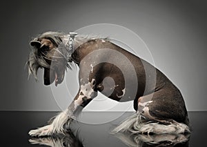 Chinese crested dog standing up in a gray background