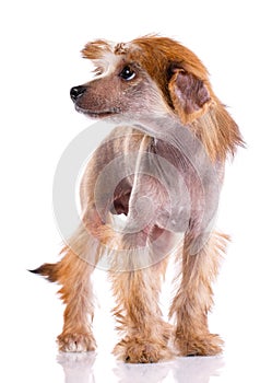 Chinese Crested Dog standing on white background.