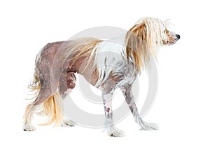 Chinese Crested dog, studio and puppy isolated by white background for care, health and wellness. Canine animal, pet and