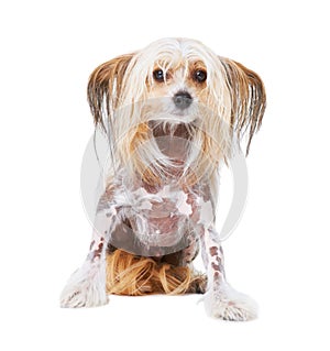 Chinese Crested dog, studio and white background for pet care, health and isolated by wellness. Canine animal, puppy and