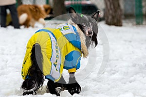 Chinese crested dog uniformed. photo