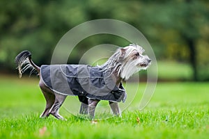 Chinese Crested Dog walking in the countryside in a coat