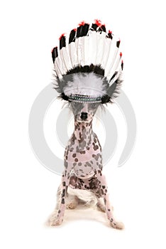 Chinese crested dog wearing a chief headdress