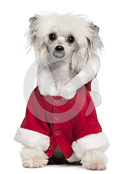 Chinese Crested Dog wearing Santa outfit