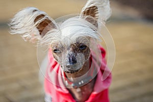 Chinese crested doggy