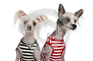 Chinese Crested Dogs, 10 and 18 months old