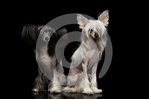 Chinese Crested Dogs on a black background