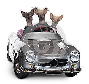 Chinese Crested dogs driving convertible