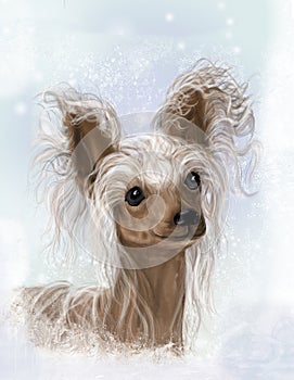 Chinese Crested, Hairless