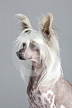 Chinese Crested Hairless Dog Portrait