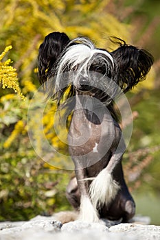 Chinese Crested Hairless Dog Portrait