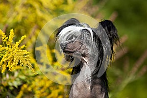 Chinese Crested Hairless Dog Portrait