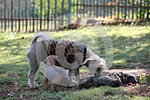 Chinese Crested Hairless Female Dog Pups - Gimly