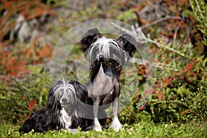 Chinese Crested Hairless and Poderpuff Dogs