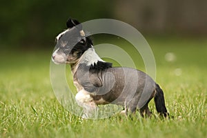 Chinese Crested Hairless Puppy