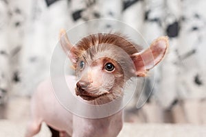 Chinese Crested pappy