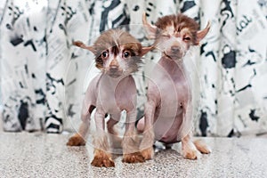 Chinese Crested pappy