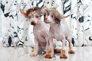 Chinese Crested pappy