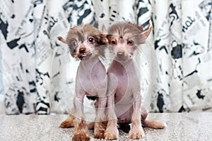 Chinese Crested pappy