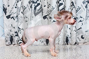 Chinese Crested pappy