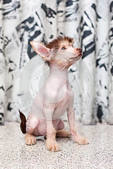 Chinese Crested pappy