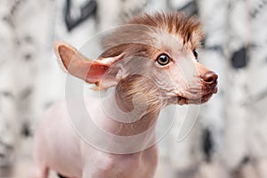 Chinese Crested pappy