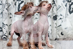 Chinese Crested pappy