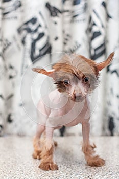 Chinese Crested pappy