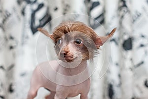 Chinese Crested pappy