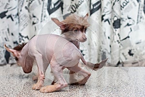 Chinese Crested pappy