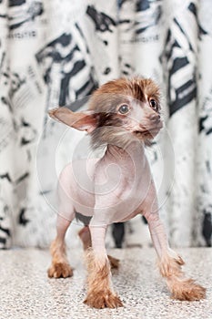 Chinese Crested pappy