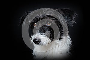 Chinese crested powderpuff dog on black background