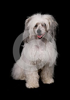 Chinese Crested Powderpuff dog isolated on a white background
