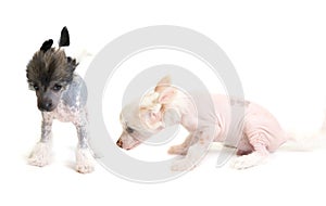 Chinese Crested puppy