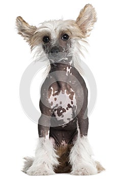Chinese Crested puppy, 4 months old