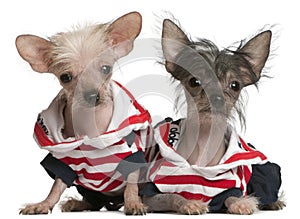 Chinese Crested puppy, 4 months old