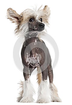 Chinese Crested puppy, 4 months old, standing