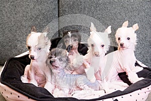 Chinese crested puppy dogs