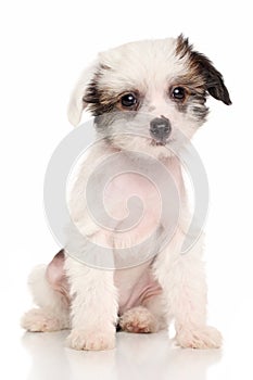 Chinese Crested puppy