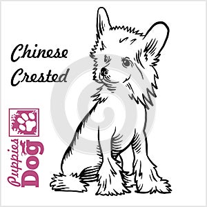 Chinese Crested puppy sitting. Drawing by hand, sketch. Engraving style, black and white vector image.