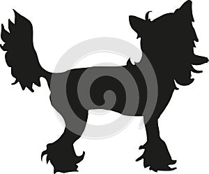 Chinese crested silhouette