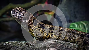 Chinese Crocodile Lizard on Branch Female Close-up