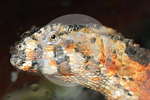 Chinese crocodile lizard head