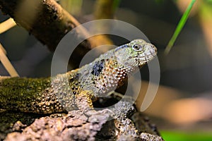 A Chinese crocodile lizard resting on a log