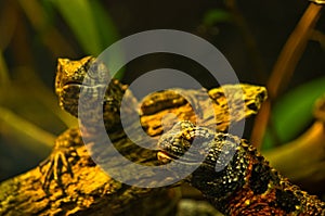 Chinese crocodile lizard at Schoenbrunn park Zoo