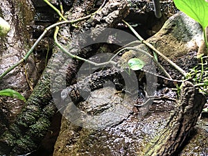 The Chinese crocodile lizard Shinisaurus crocodilurus, Die Chinesische Krokodilschwanzechse photo