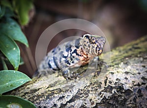 The Chinese crocodile lizard Shinisaurus crocodilurus is a semiaquatic lizard found only in cool forests in southern China and n