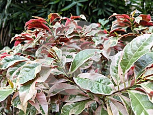 The Chinese Croton plant & x28;Excoecaria sp& x29; with green-white at upper leaf and maroon-red at the lower surfaces.