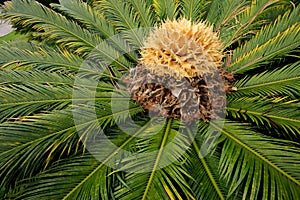 Chinese cycad, China