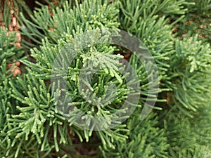 Chinese cypress is a temperate plant that can easily tolerate the typical fluctuations of the seasons